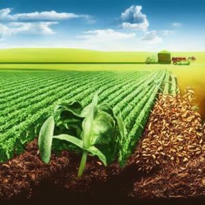 Read more about the article Sustainable Agriculture: A Green Revolution