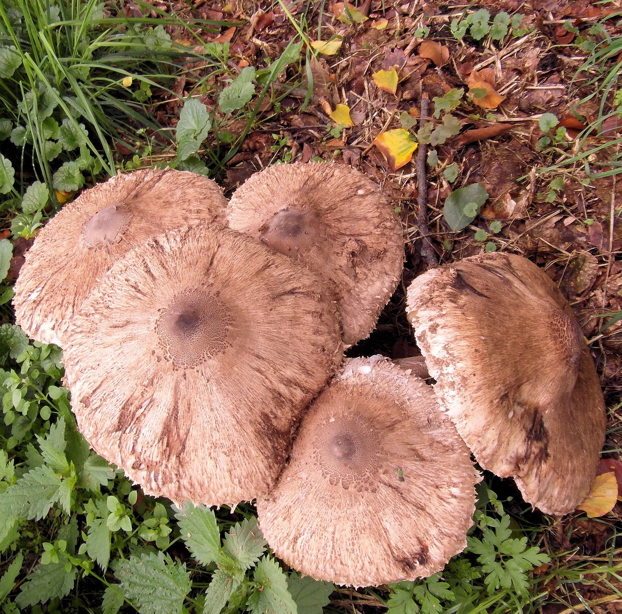 Mushroom Compost: Care for Some Black Gold?