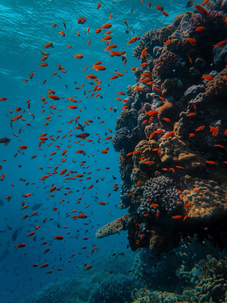 why is it important to protect our coral reefs