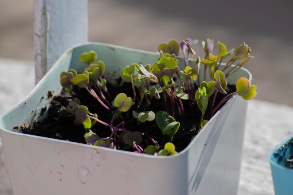 The Waste Products of Agriculture: Biodynamic and Organic Composting