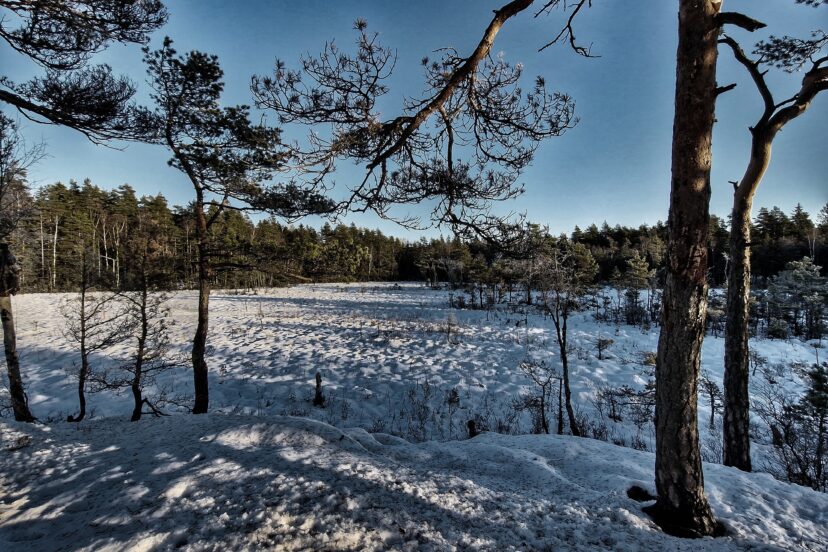 FUYUNSHENG Peat Moss Spreader 36 inch Review Eco Life Wise