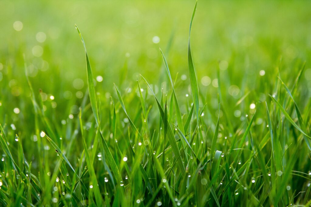 Total Biome Organic Liquid Grass Fertilizer and Lawn Food w/Hose end Spray | 100% Natural Microorganism Based | Bio-Organic Natural Fertilizer for Grass | Liquid Fertilizer for Lawns (Covers 1 Acre)