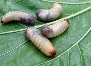 Read more about the article How Do I Keep Pests Away From My Compost?