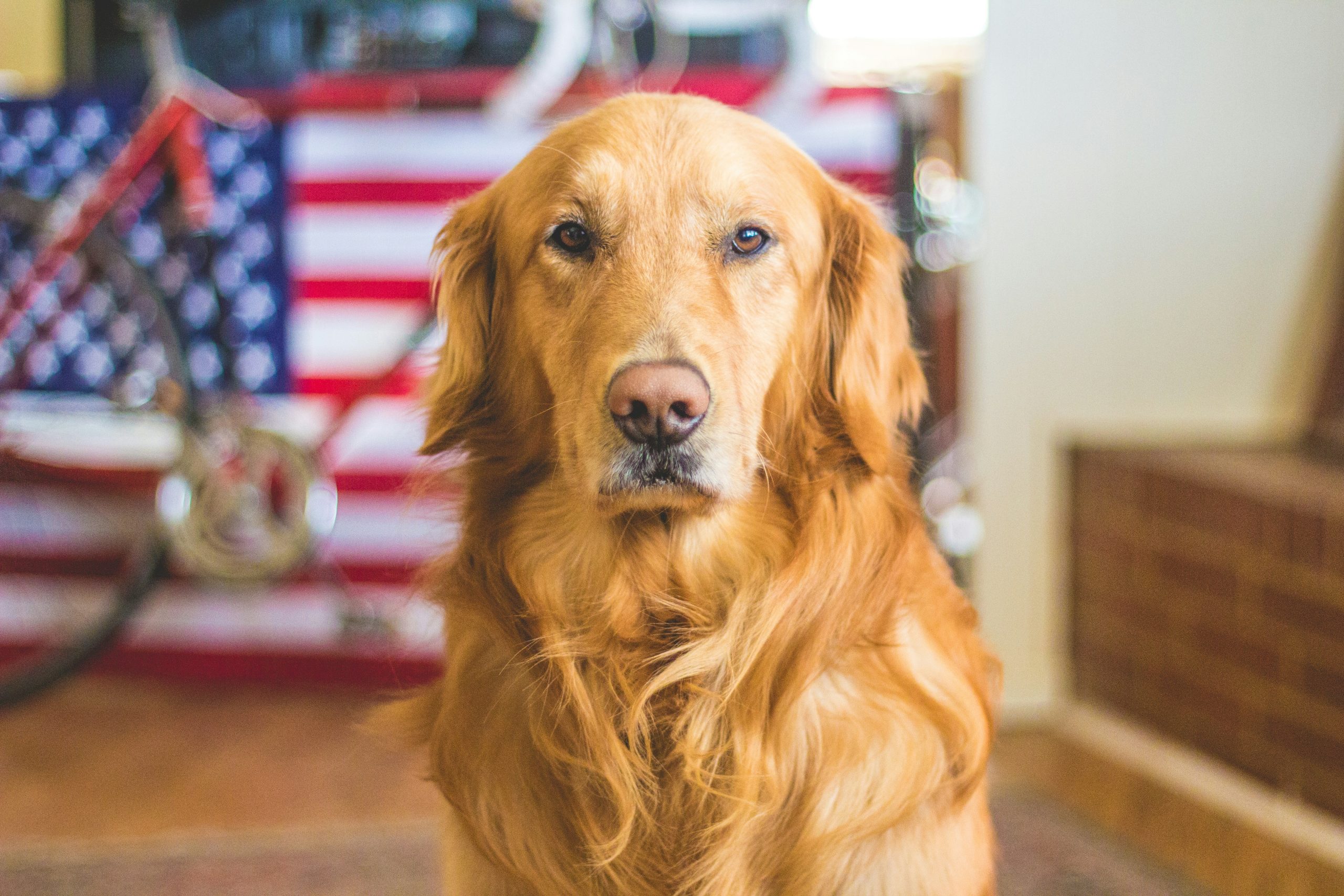 Marcy’s Pet Kitchen Diabetic Dog Treats Review