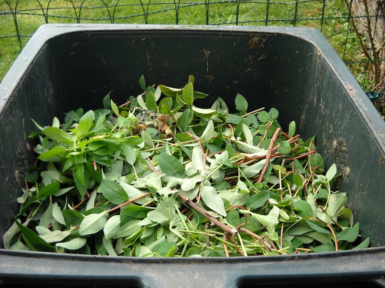 Can I Compost Ivy And Other Invasive Plants?