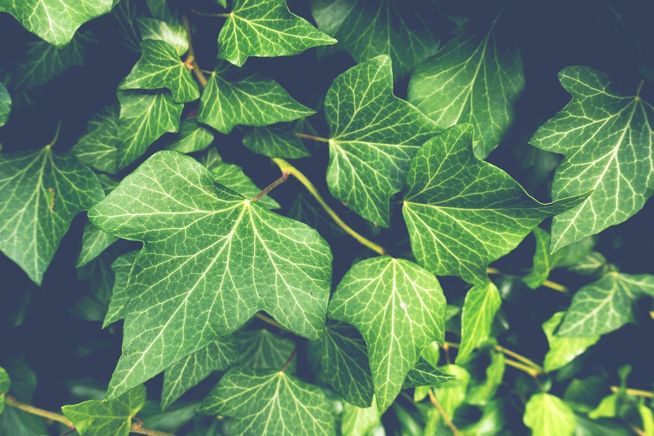 can i compost ivy and other invasive plants