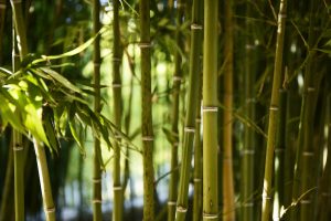 Read more about the article How Can I Compost Bamboo 2024? Best