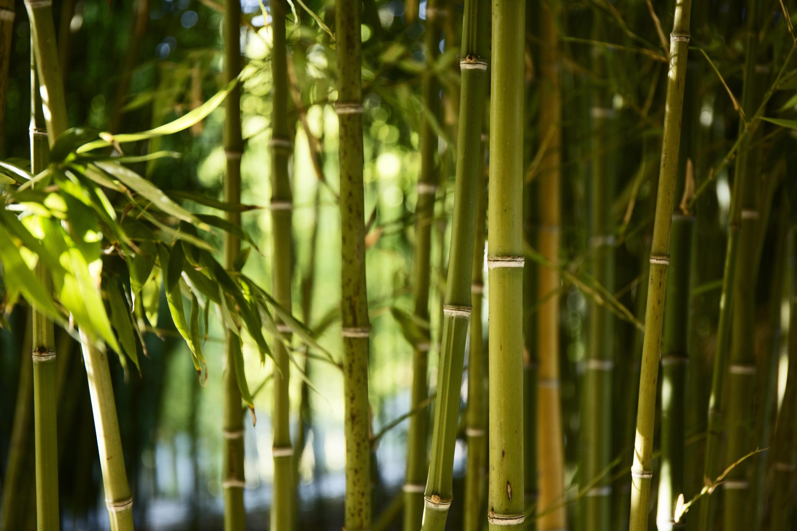 Can I Compost Bamboo?