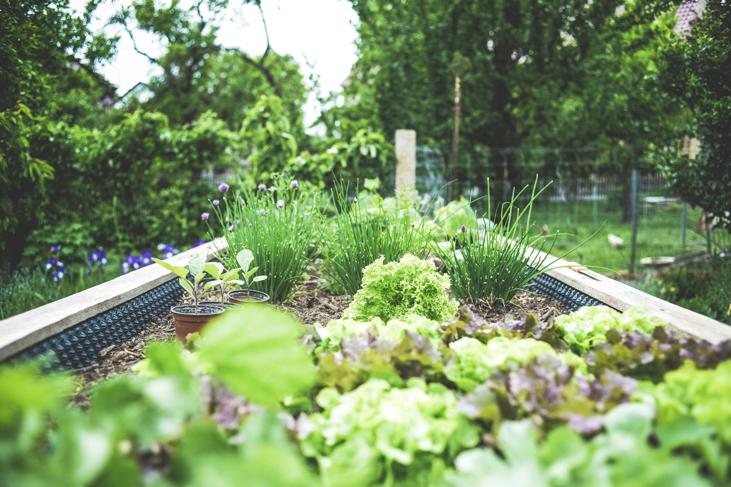 Growing Your Own Organic Food at Home