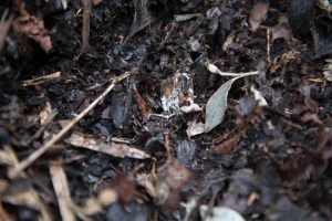 Read more about the article How Do I Balance Green And Brown Materials In Compost?