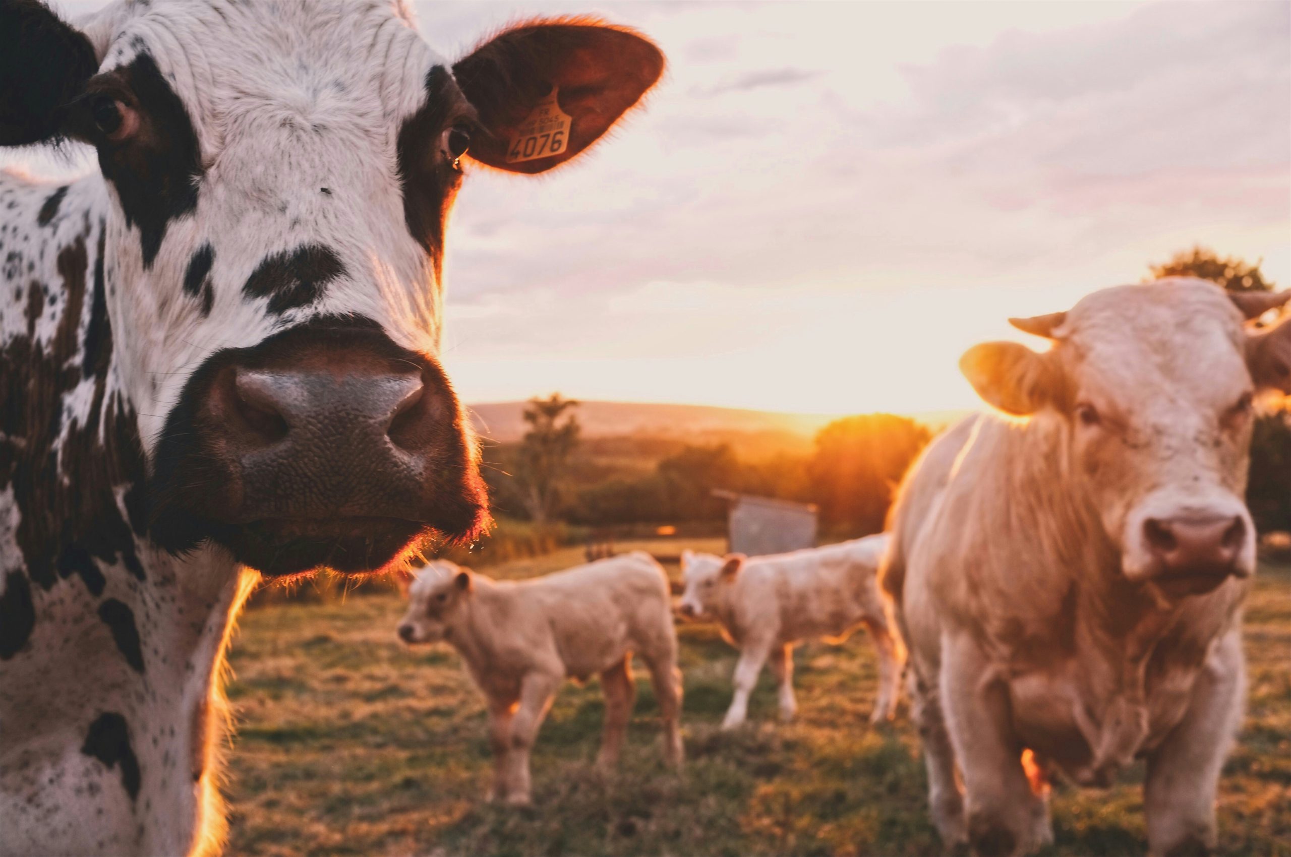 Is Organic Food Better for Animals?