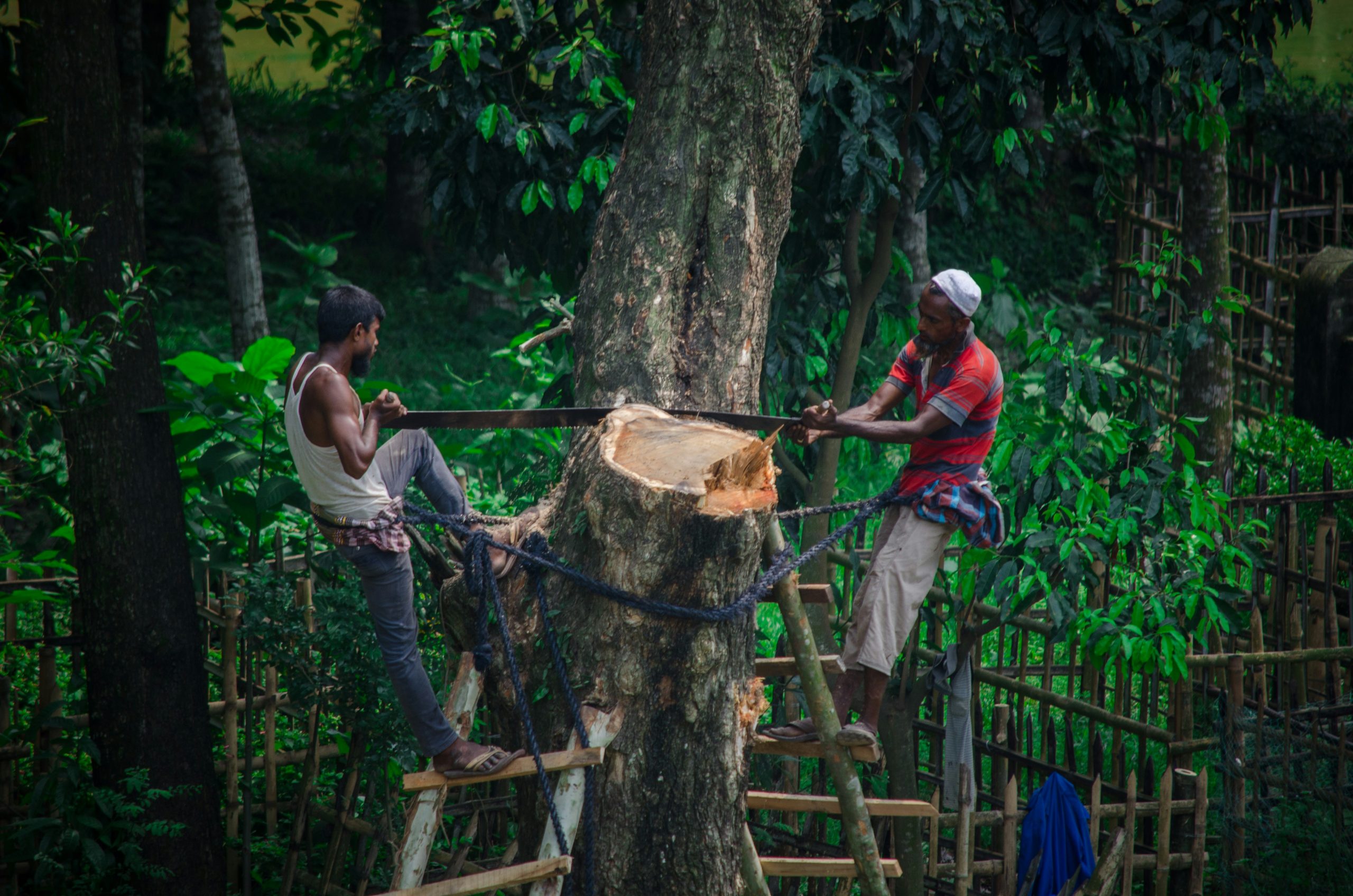 What Are The Best Practices For Sustainable Forestry?