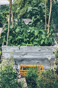 Read more about the article What Are The Best Practices For Urban Gardening?