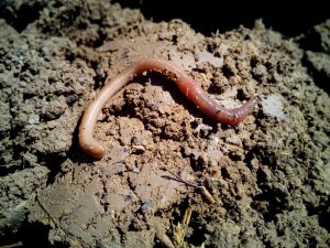 Read more about the article What Is Vermicomposting?