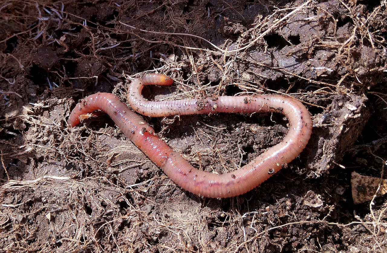 What Is Vermicomposting?