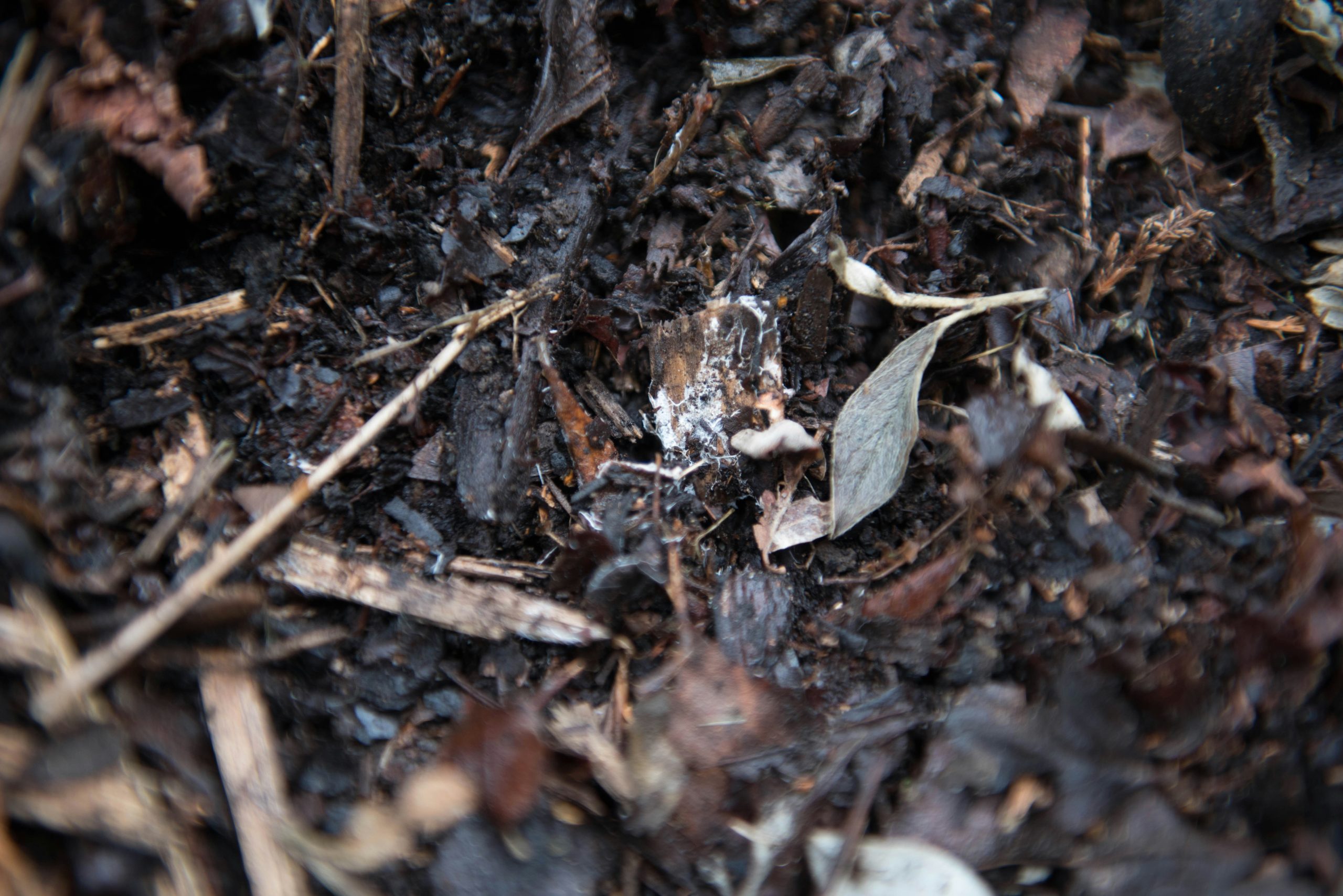 Why Does My Compost Smell Bad?