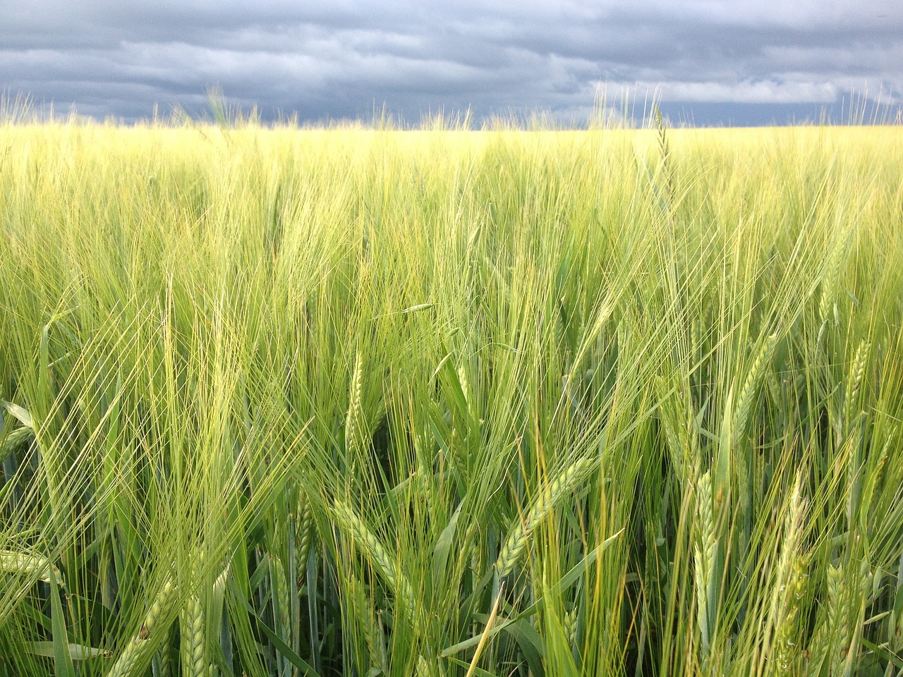 You are currently viewing The Impact of Organic Food on Soil Health