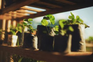 Read more about the article Sustainable Living: Practical Tips for an Eco-Friendly Home