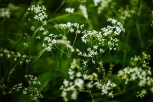 Read more about the article Green Innovations Reshaping the Future