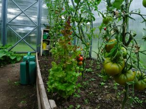Read more about the article Living Sustainably: Real-Life Off-Grid Success Stories
